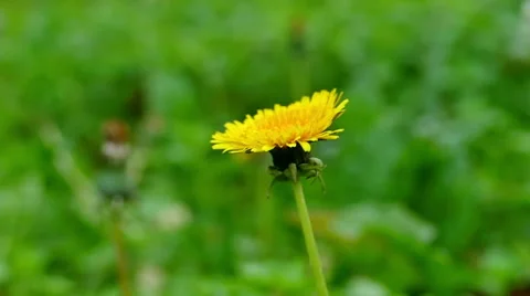 Dandelion in Nature in Slow Motion Stock Footage 57253699