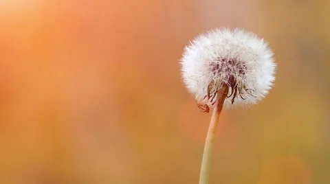 Dandelion in Nature in Slow Motion Stock-Footage 57253787