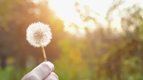 Dandelion in Nature in Slow Motion Stock Footage 57253948