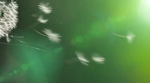Dandelion in Nature in Slow Motion Stock-Footage 57253972