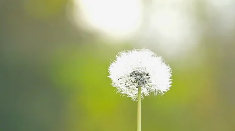 Dandelion in Nature in Slow Motion Stock Footage 57254004