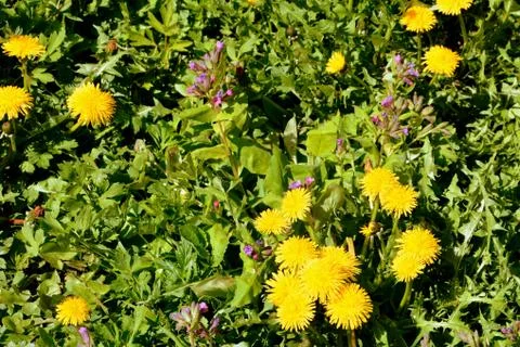 Dandelion. Nice flower Stock Photos