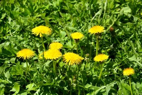Dandelion. Nice flower Stock Photos
