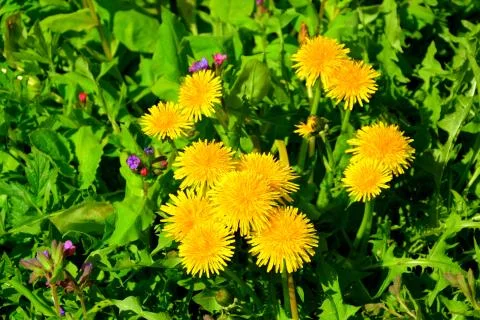Dandelion. Nice flower Stock Photos