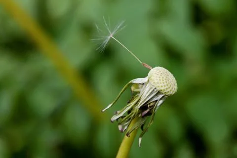 A dandelion with one seed left Foto stock