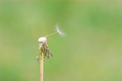 Dandelion with one seed Stock Photos