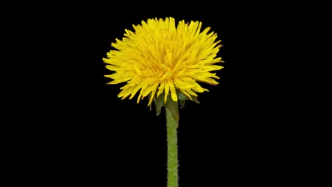 Dandelion opening and closing timelapse on pure black Video stock 306702972