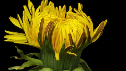 Dandelion opening and closing timelapse on pure black Video stock 307428748