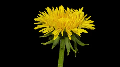 Dandelion opening and closing timelapse on pure black Stock Footage 320879242