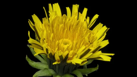Dandelion opening and closing timelapse on pure black Stock Footage 326110002