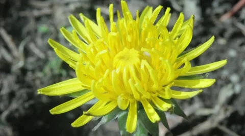 Dandelion opening its blossom - timelapse Stock Footage 58474002