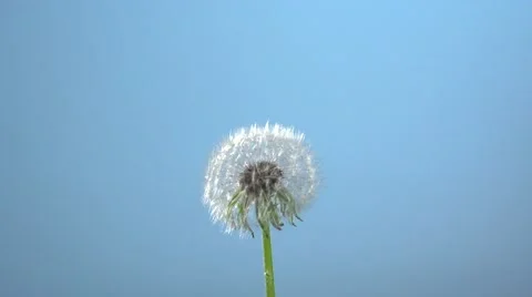 Dandelion opens against the sky. Dandelion seeds opens Time lapse. Video stock 54942952
