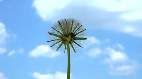 Dandelion opens against the sky. Dandelion seeds opens Time lapse. Video stock 55040045