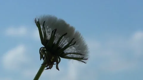 Dandelion opens against the sky. Dandelion seeds opens Time lapse. Video stock 55040051