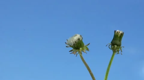 Dandelion opens against the sky. Dandelion seeds opens Time lapse. Stock-Footage 55799737