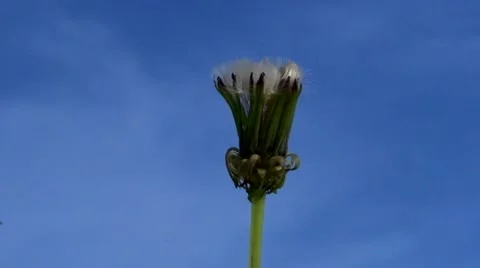 Dandelion opens against the sky. Dandelion seeds opens Time lapse. Stock-Footage 55799738