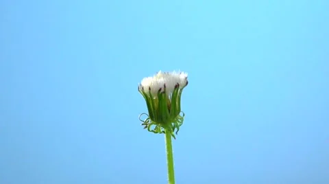 Dandelion opens against the sky. Video stock 54942938