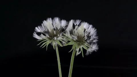 Dandelion opens. Dandelion seeds opens Time lapse. Video stock 133205130