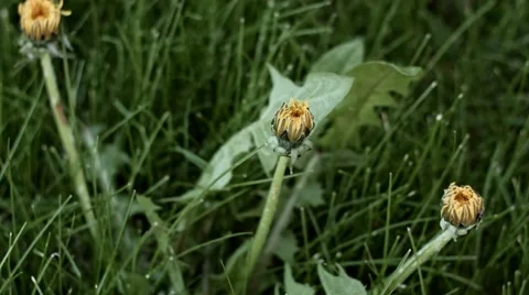 Dandelion opens its blossom timelapse Video stock 62962136