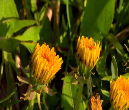 Dandelion Opens in Sunlight Stock Footage 681691