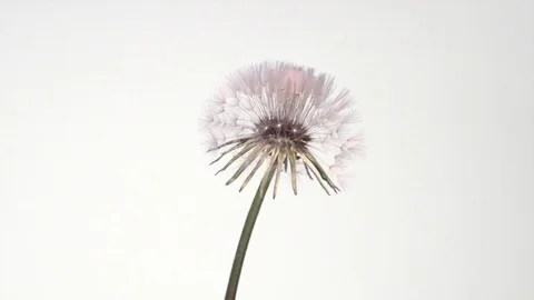 Dandelion opens on a white background. Time lapse. Video stock 118859011