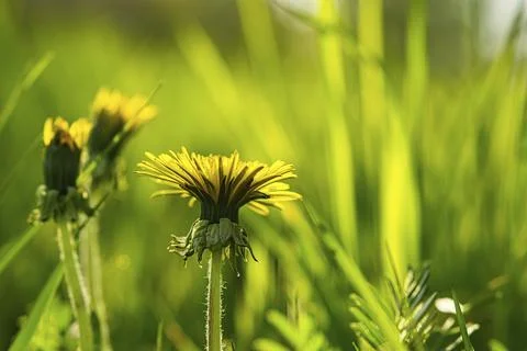 Dandelion or also called dandelion, in yellow colors. they are everywhere and Fotos de archivo