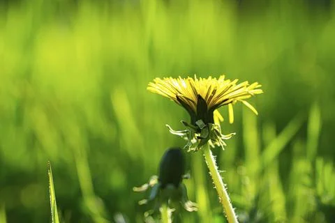 Dandelion or also called dandelion, in yellow colors. they are everywhere and Stock Photos