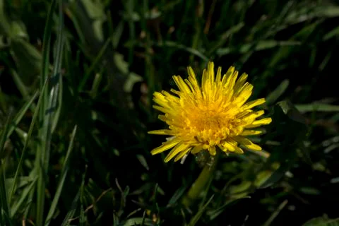 Dandelion or dumpling dumpling (Taraxacum officinale) in the garden. Stock Photos