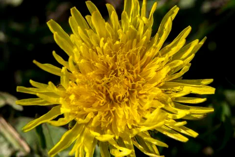 Dandelion or dumpling dumpling (Taraxacum officinale) in the garden. Stock Photos