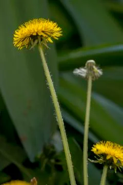 Dandelion or dumpling dumpling (Taraxacum officinale) in the garden. Stock Photos
