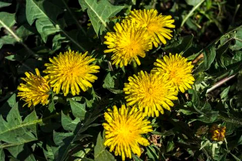 Dandelion or dumpling dumpling (Taraxacum officinale) in the garden. Stock Photos