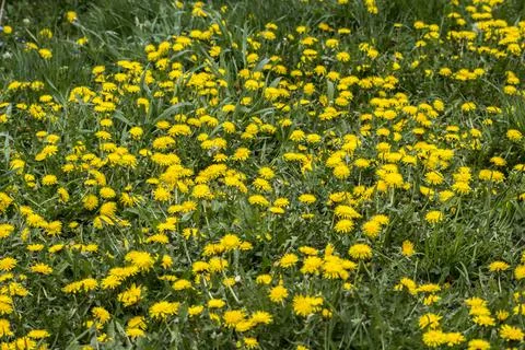 Dandelion or dumpling dumpling (Taraxacum officinale) in the garden. Stock Photos