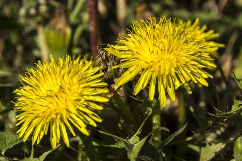 Dandelion or dumpling dumpling (Taraxacum officinale) in the garden. Stock Photos