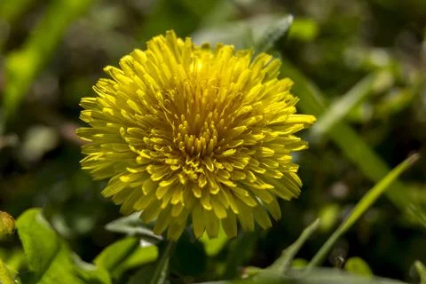 Dandelion or dumpling dumpling (Taraxacum officinale) in the garden. Stock Photos