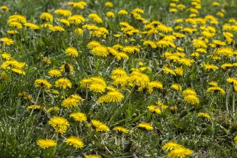 Dandelion or dumpling dumpling (Taraxacum officinale) in the garden. Stock Photos