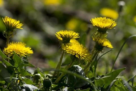Dandelion or dumpling dumpling (Taraxacum officinale) in the garden. Stock Photos