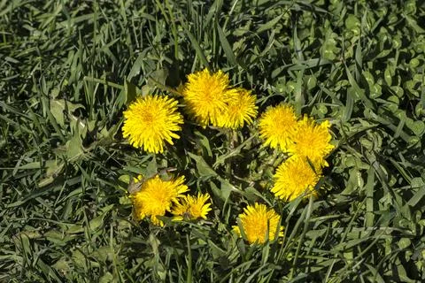 Dandelion or dumpling dumpling (Taraxacum officinale) in the garden. Stock Photos