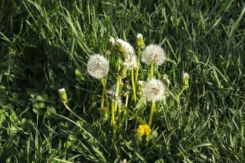 Dandelion or dumpling dumpling (Taraxacum officinale) in the garden. Stock Photos