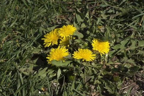 Dandelion or dumpling dumpling (Taraxacum officinale) in the garden. Stock Photos
