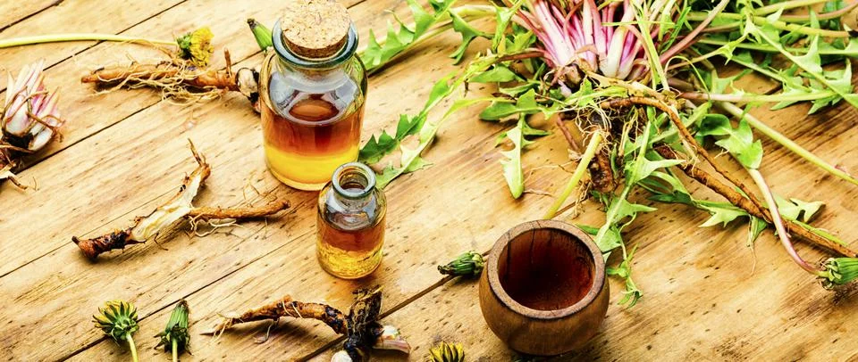 Dandelion or taraxacum in natural herbal medicine,wooden table Stock Photos