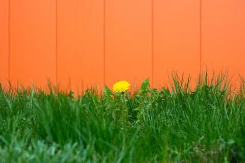 Dandelion on an orange background. Stock Photos