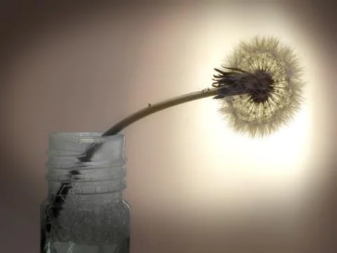 Dandelion ordinary Stock Photos