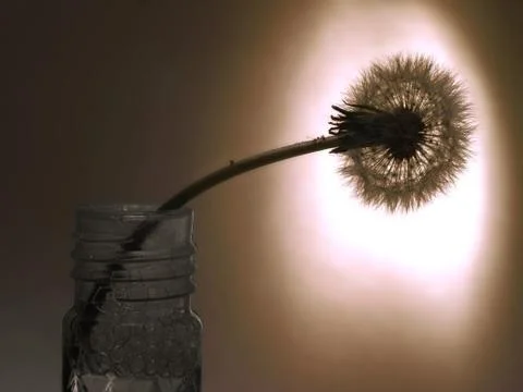 Dandelion ordinary Stock Photos