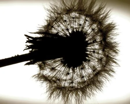 Dandelion ordinary Foto stock