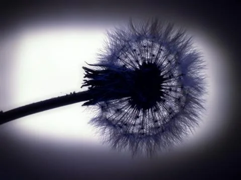 Dandelion ordinary Stock Photos