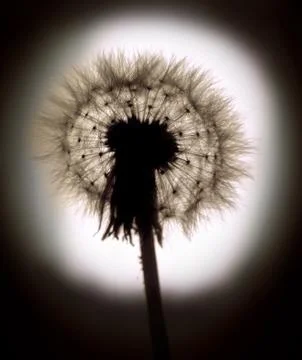 Dandelion ordinary Stock Photos