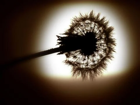 Dandelion ordinary Stock Photos