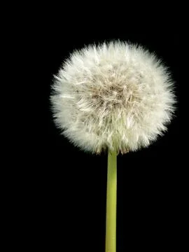 Dandelion over black Foto stock