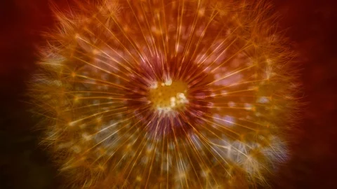 Dandelion Over Bokeh Background 動画素材 89884652