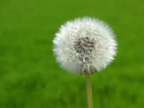Dandelion over green Stock-Fotos